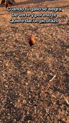 #lagranjadediego #naturaleza #humor #gallo #animales 