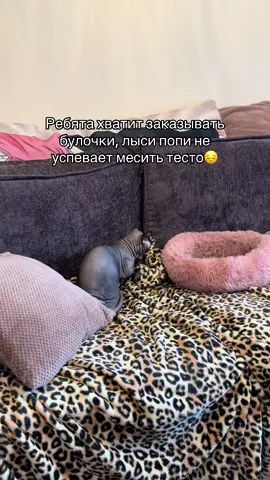 Она так старается 😔 #сфинкс #кошка #лысикоти #лысипопи #животные 