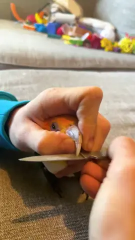 Ophelia needed a filing #fyp #cute #birds #parrot #animals #pets #caique #birb #file #grooming