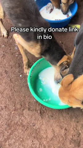 #dogslife ##dogloversfeed 