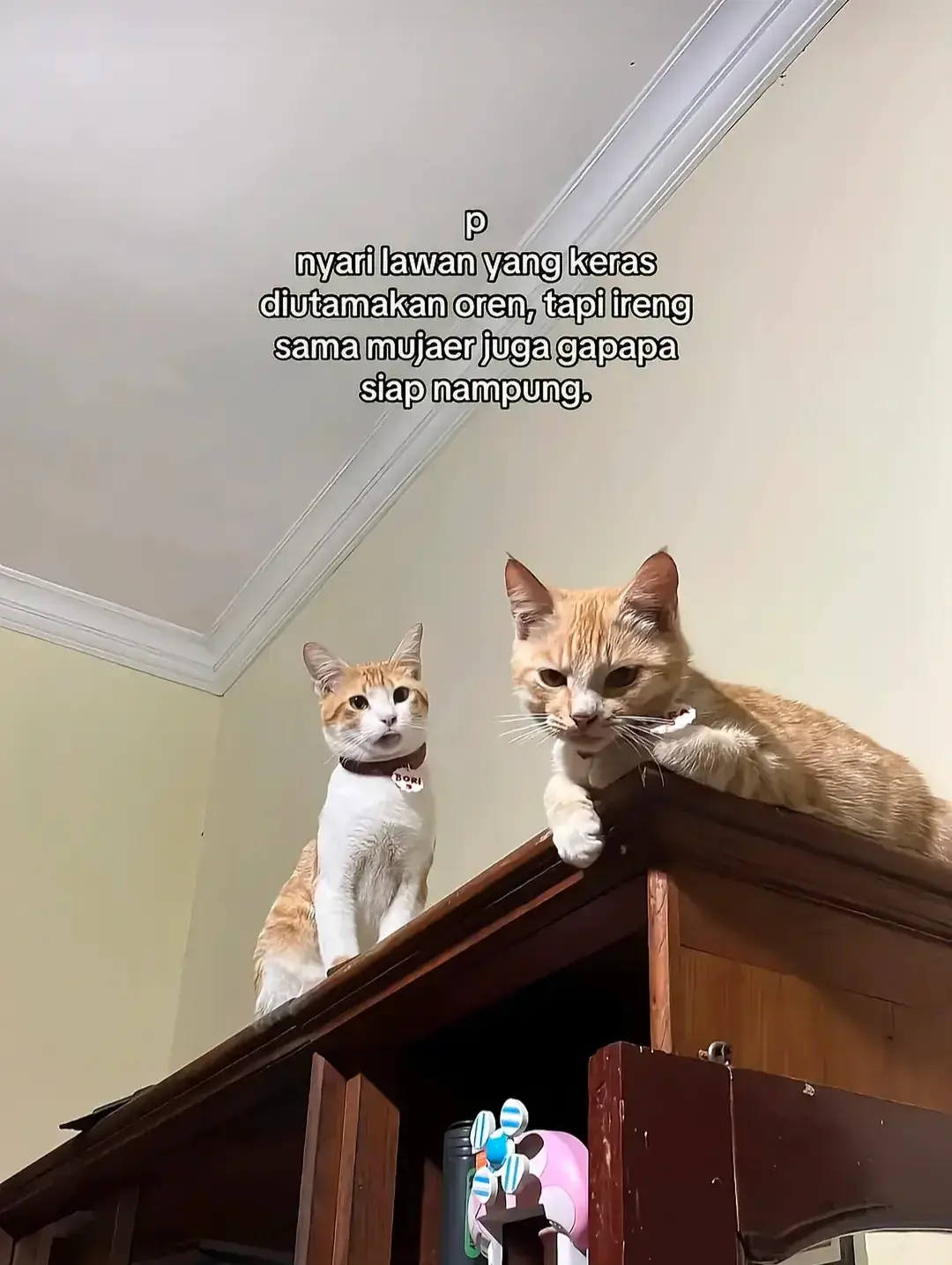 #kucing #kucingtuxedo #vs #xyzbca #fyp #capcut