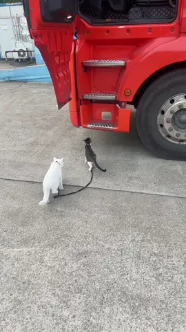 #cat #trending #xuhuong #fyp #pet 