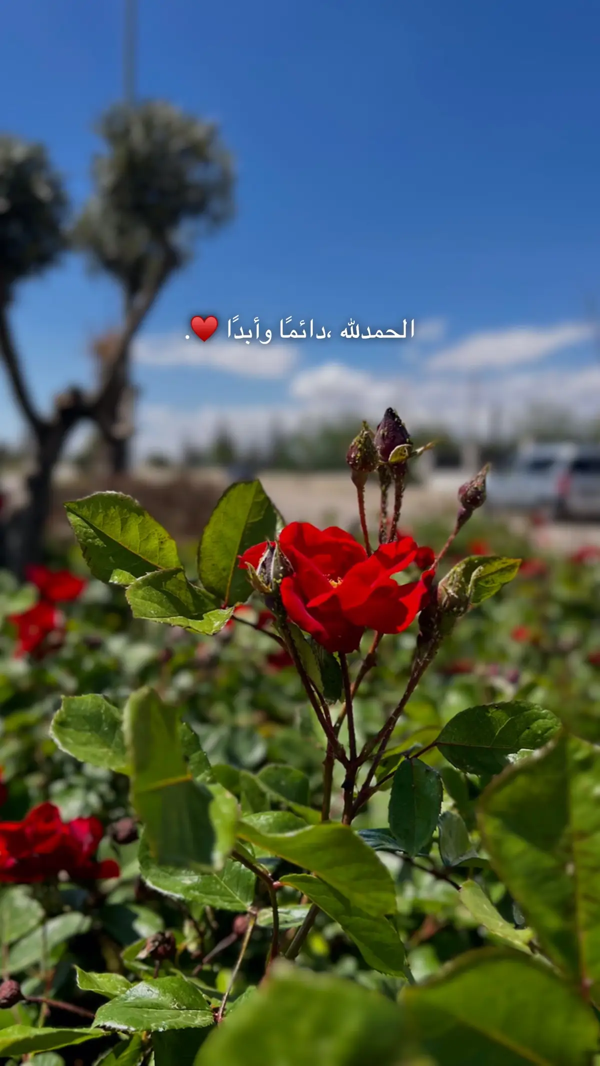 احمدو الله ♥️🌱.#احمدو_الله_فإن_الحمد_يدوم_النعم #الحمدلله_دائماً_وابداً❤️