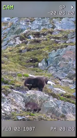 Even the best climber of animal kingdoms can’t defy gravity. #wildanimals #animals #foryou 
