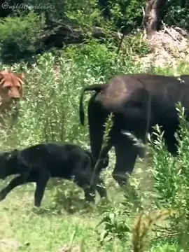 lion attack buffalo 🦬#100k #attack #foru #moor #foryoupage #birds #foryou #animal #amazing #buffalo #lion #tiktok #eagle 