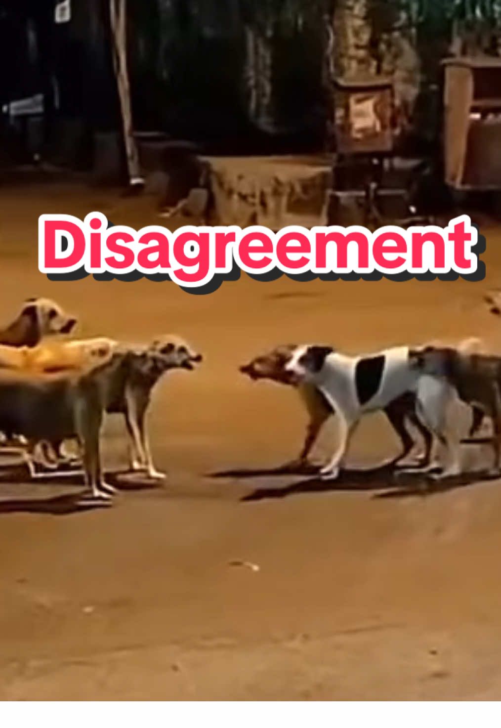 #dog #fight #street #arguing #territory 