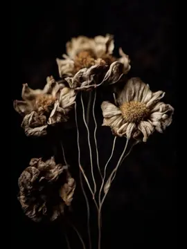 dying flowers #dyingflowers #fyp #pintrest #flowers #music #capcut #viral 