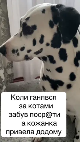 #😂😂😂 #собаки #позитив #гумор #dalmatian 