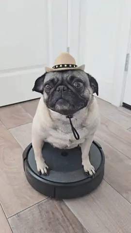 Puggsie doing the Bugatti trend🤣 #pug #funny #fyp #viral #zyxcba 