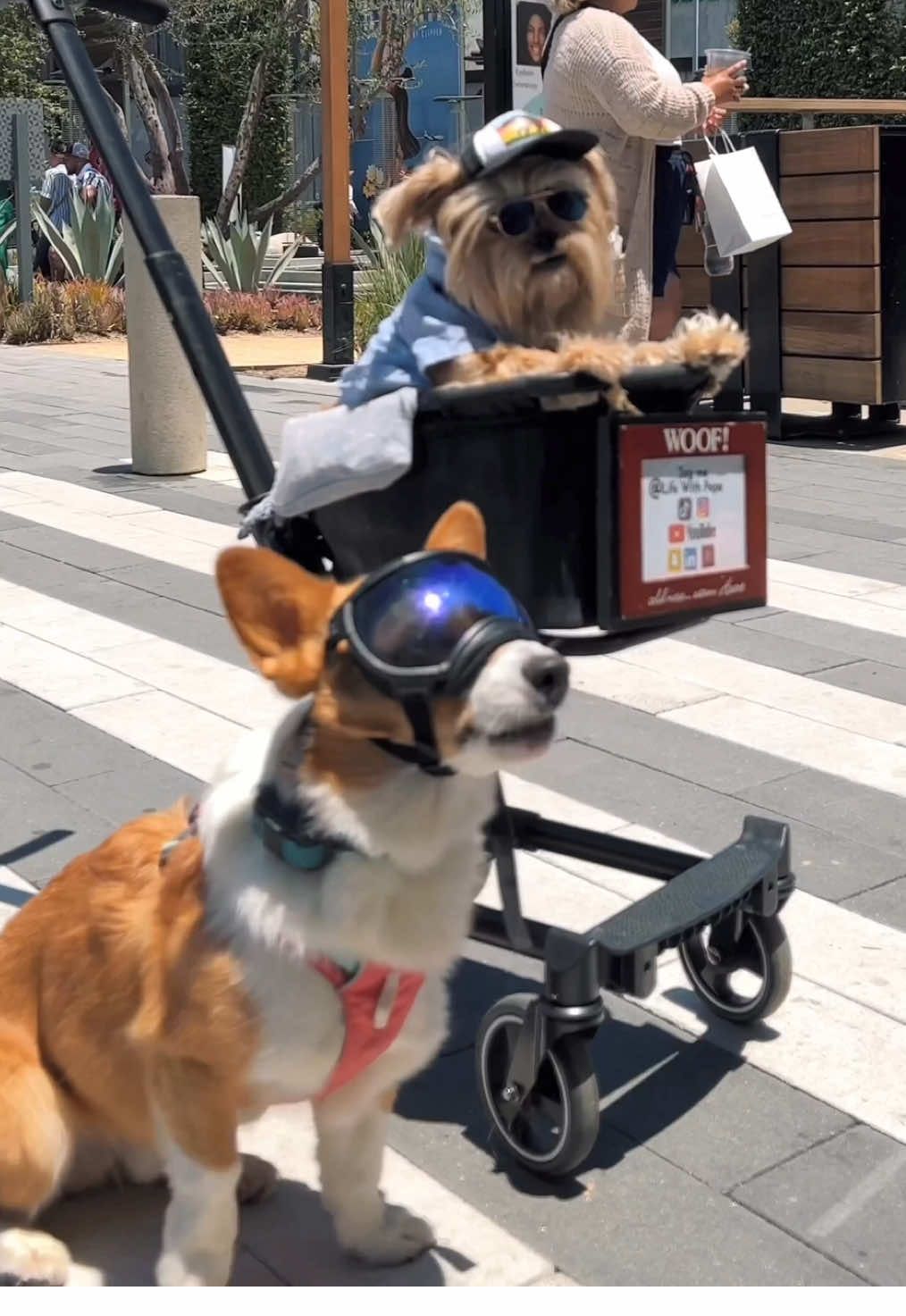 Proof my senior dog gets asked for selfies!  #PetLifestyle #DogInfluencer #SummerDog #SummerDogDays  #SeniorDog #PetFashion #tiktokparner                    