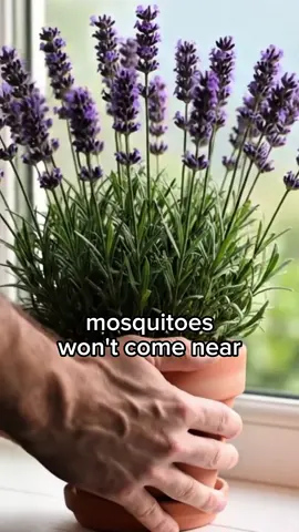 Lavender for mosquitos 🌿 Peace Lily for mold 🚿 Snake Plant for sleep 😴 ZZ Plant for lazy care 🧺 Tell me any corner in your home, and I’ll name the perfect plant for it! 🪴 #HouseplantTips #LavenderPlant #PeaceLily #SnakePlant #ZZPlant 