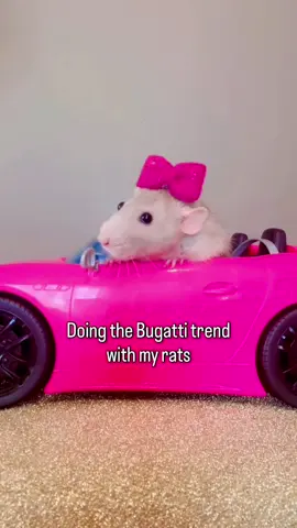 Maximum weight exceeded! 🐭🏎️💨 #Wink said the car definitely had engine problems! 😉😆 She was not pleased with this trend. PS- New discovery. #Pocket loved being in the car! I was pulling her around in it and she didn’t once try to get out. She just happily sat there and bruxed away! Such a cutie pie! 💕  #ratshavefeelingstoo #rat #rats  #petrat #petrats #rato #cuterats #ratties #cuteanimals #cutepet #cutepets #funnypets  #mouse #ratsoftiktok #rattok 