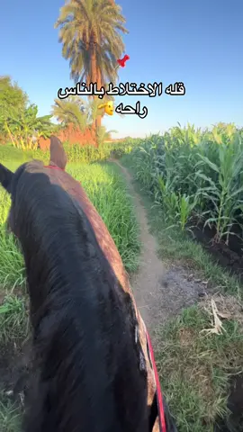 #خيل_وخياله🐎 