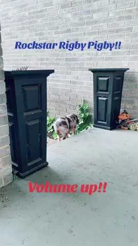 Y’all didn’t know he could jam like that did you?!?! #kunekune #petpig #pigtok #kunekunepigs #pigmom #piglet #windchimes 