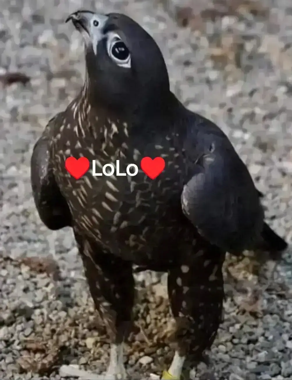 #🌹🕊️♥️👍شوق💞🌹 🫴🌹🕊️