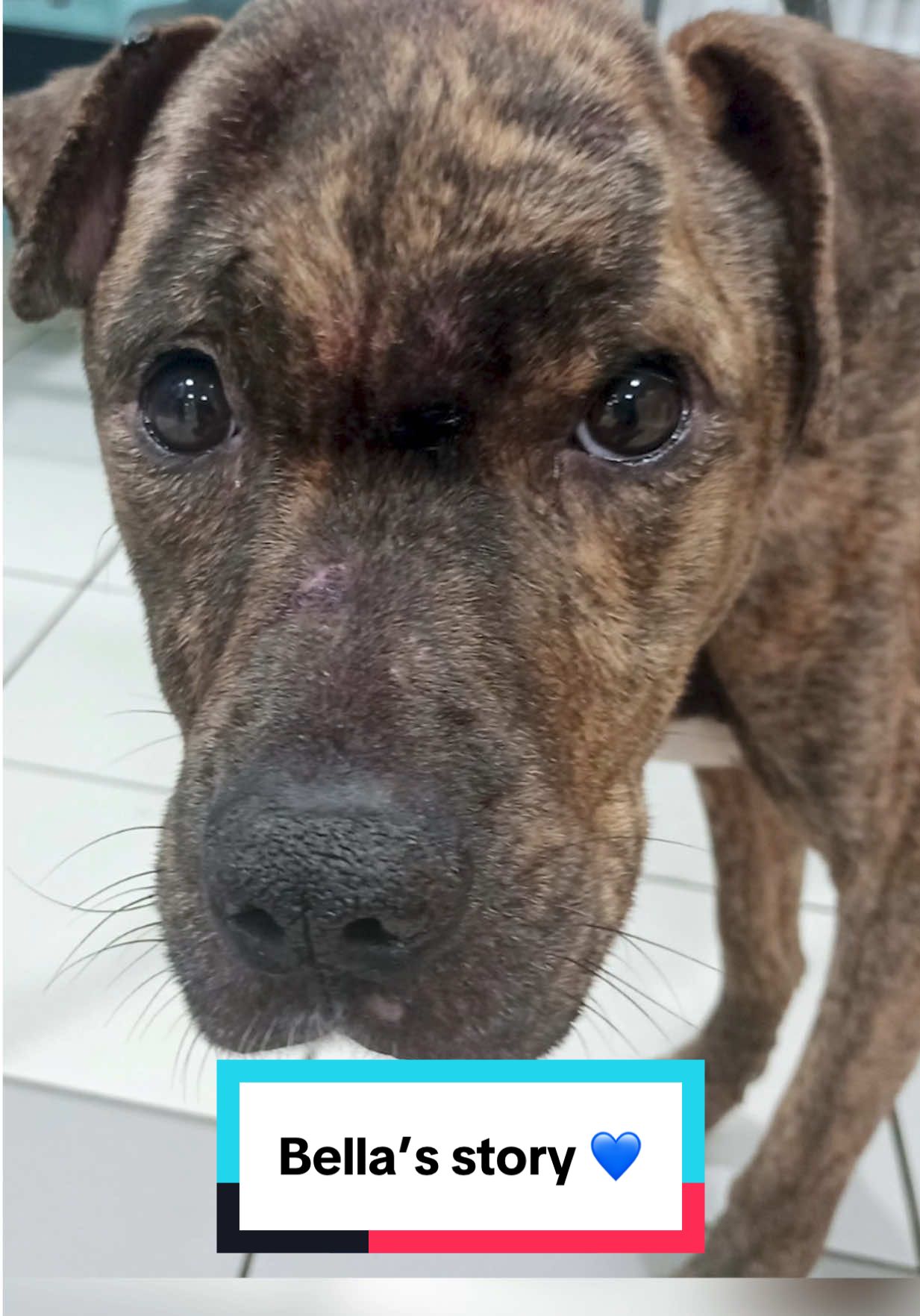 Looking at Bella now, you wouldn't believe the heartbreaking cruelty she faced. This poor girl was beaten so badly with a hammer that her skull was fractured, leaving her with a huge lump on her head 💔 She was skinny, her nails were overgrown and she had six wounds to her head. X-rays at @RSPCA Birmingham confirmed a pattern of deliberate injuries. Despite the abuse she faced, Bella's sweet nature continued to shine throughout her recovery. Now, she's in a loving home 💙 #AnimalRescue #AdoptionStory #DogRescue 