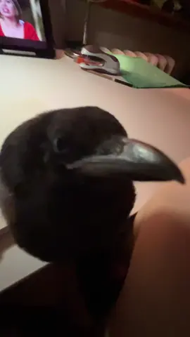 #🐦‍⬛ 