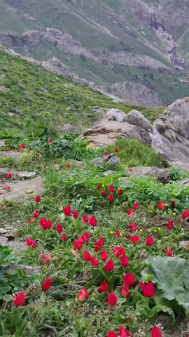 #قەندیل #مەنگوڕایەتی #گوندی_ڕەزگە #foryou #پشدەر #ژاراوە #قەڵادزێ #کوردستان🇹🇯️ #zharawa #qaladza #کوێستانی_مەنگورایەتی #razga 