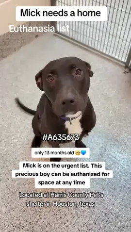 🆘️‼️Mick is on the urgent list for euthanasia ☠️ at any time ⏰️ at harris County Pet's in Houston TX. Mick needs an adopter or Foster to save his life‼️🆘️🆘️🆘️🆘️🆘️🆘️🆘️🙏 Please consider fostering it's free and temporary and you would be saving a precious life 🙏❤️🙏💙🙏 Name . Mick  ID #A635673  OUT OF STATE ADOPTION IS POSSIBLE.  If you can foster or adopt please apply @Rescue Dog Army or @savinghoustonspets. application in Bio.  Please message me if you have any questions  📍Address  Harris County Pet's shelter.  612 Canino Rd in Houston TX.  #adopt #rescue #foster #fosteringsaveslives #savealife #shareifyoucare #fyp #adoptdontshop #urgentshelterdogs 