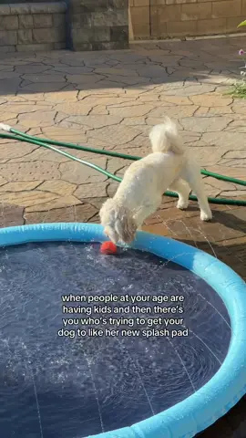 giving my pup her best life because we are a DINK family