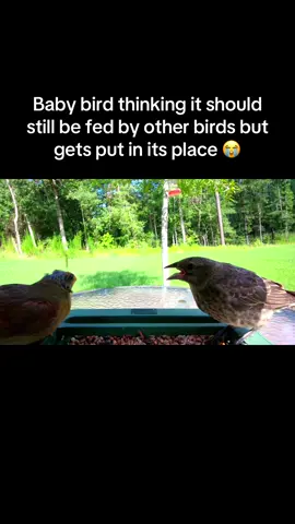 This one bird keeps getting fed by other birds for some reason but this other bird wasn’t having that! #BirdFeederCamera #BirdTok #BirdFeeder #BirdWatching #BirdCamera #fyp 