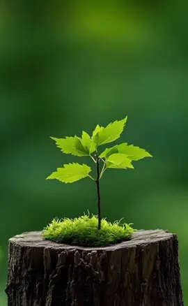 تعلم كيف تهدي النور لمن حولك#كلمات  #altafawu #خواطر #اقتباسات #حكم 