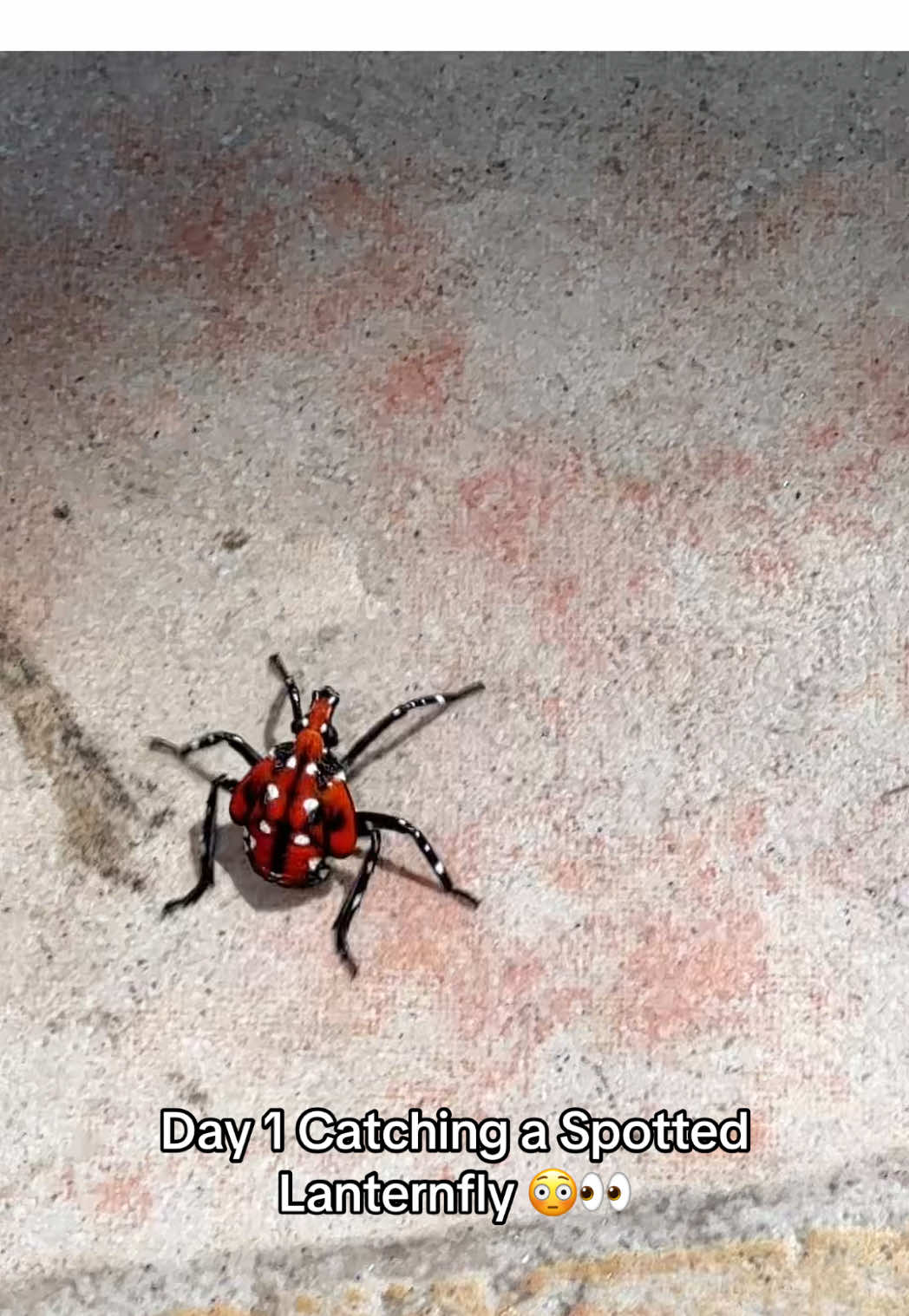 Day 1 Catching a Spotted Lanternfly 👀😳 Im see how long before it grows wings 😂 comment what i should name it ! #newyork #nyc #ny #newyorker #newyorkcity #newyorkers #insect #insects #insectsoftiktok #bug #bugs #bugsoftiktok #spottedlanternfly #lanternfly #spottedlanternflies #nature 