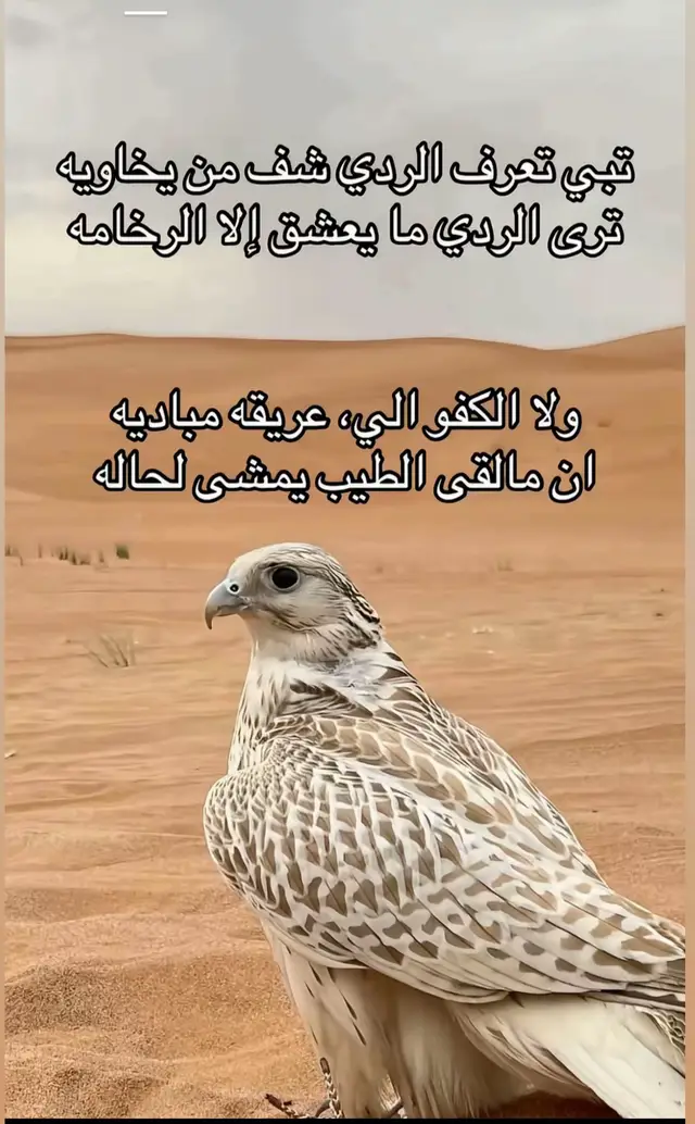 #ابوطلال 