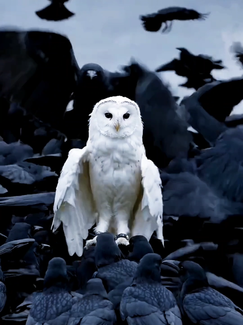 The owl is one of nature's most fantastic animals! With its penetrating and mysterious gaze, it attracts attention wherever it appears. There are over 200 species of owls in the world, each with its own colors and sizes, but they all have one thing in common: they are silent and extremely intelligent hunters. . The sound an owl makes can be a soft call or a frightening scream, depending on the species. It's a striking sound that echoes through the silent nights, creating that enigmatic atmosphere. And most impressively, this wonderful animal is capable of turning its head almost 360 degrees! A true spectacle of nature. . Beautiful, agile, and silent, the owl is a symbol of wisdom in many cultures. Its large eyes and ability to see in the dark make it one of the most efficient nocturnal predators in the animal kingdom. Did you enjoy these interesting facts? Comment below which owl species you find most incredible!  #creatorsearchinsights #amazing #beautiful #wonderful #world #animalsoftiktok #bird #birds #owl #owls #coruja #aves #passaros #nature #naturelover #natureza #Love 
