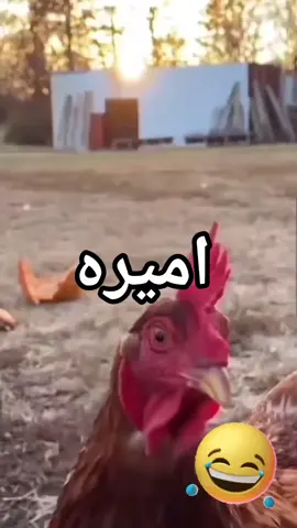 وينج اميره؟ ساوي تاك لااميره 🐔 #fyp 
