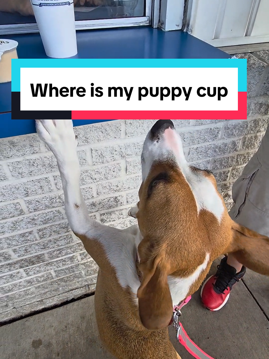 We're not drooling, we're just getting prepared to WOOFS down ice cream, one paw at a time. #dogicecream #handelsicecream #dogtreat #fyp #creatorsearchinsights #creatorsearchinsights #dog #dogs #puppy #dogsoftiktok #Brownie #lulu #Harley #dogsofttiktok #puppytiktok #puppylife #puppydog #dogmom #dogmomlife #dogmoms #dogmomsoftiktok #dogoftheday #doglover #pet #pets #puppylovers #puppylover #puppylove #Love #cute #doglife #dogslife #doggos #doggo #ilovemydogs #ilovemydog #ilovemydogsomuch #cutedog #funnydogs #funnydogvideos #dogphotography #happydog #happydogs #happydoggie #pup #Vlog #vlogs #vloggingmyday #comewithme #followme #travel #traveling #trip #traveling #followmyday #beagle #chahuahua #sonny #penelope 