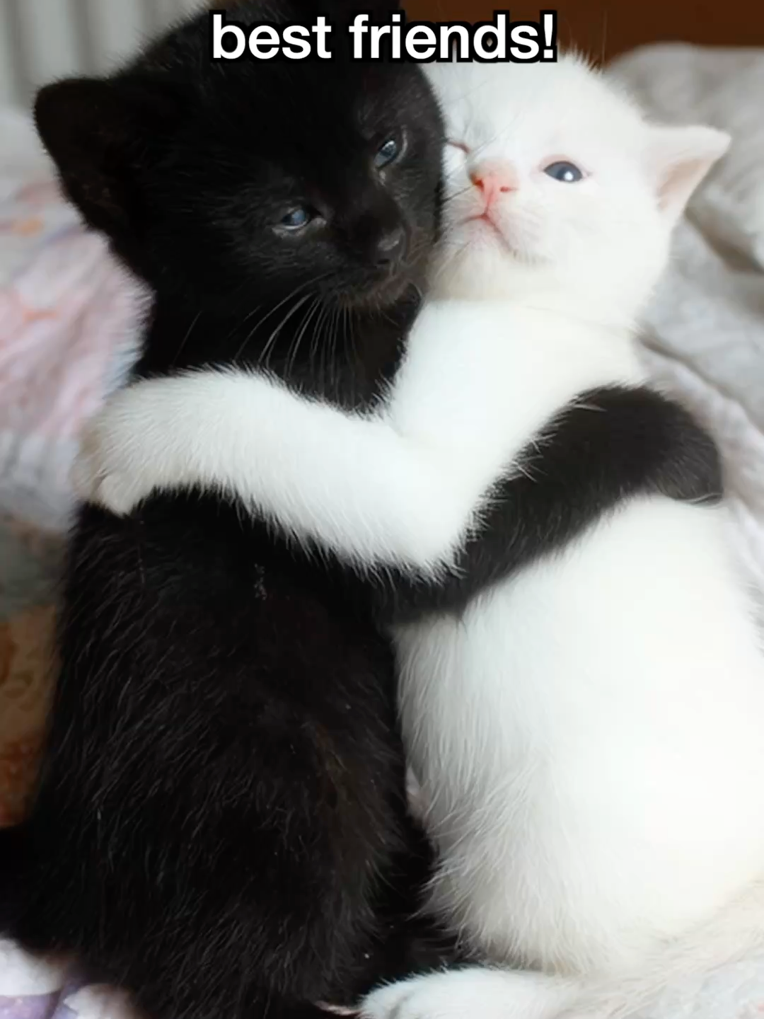 These cats are best friends. Inseparable. #cat #catsoftiktok #kitten #kittensofitiktok #bestfriend #bestie