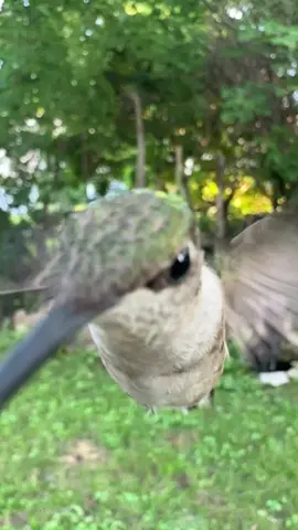 I think the sound on these is good enough without music.  #fyp #nature #hummingbird #hummingbirdsoftiktok 