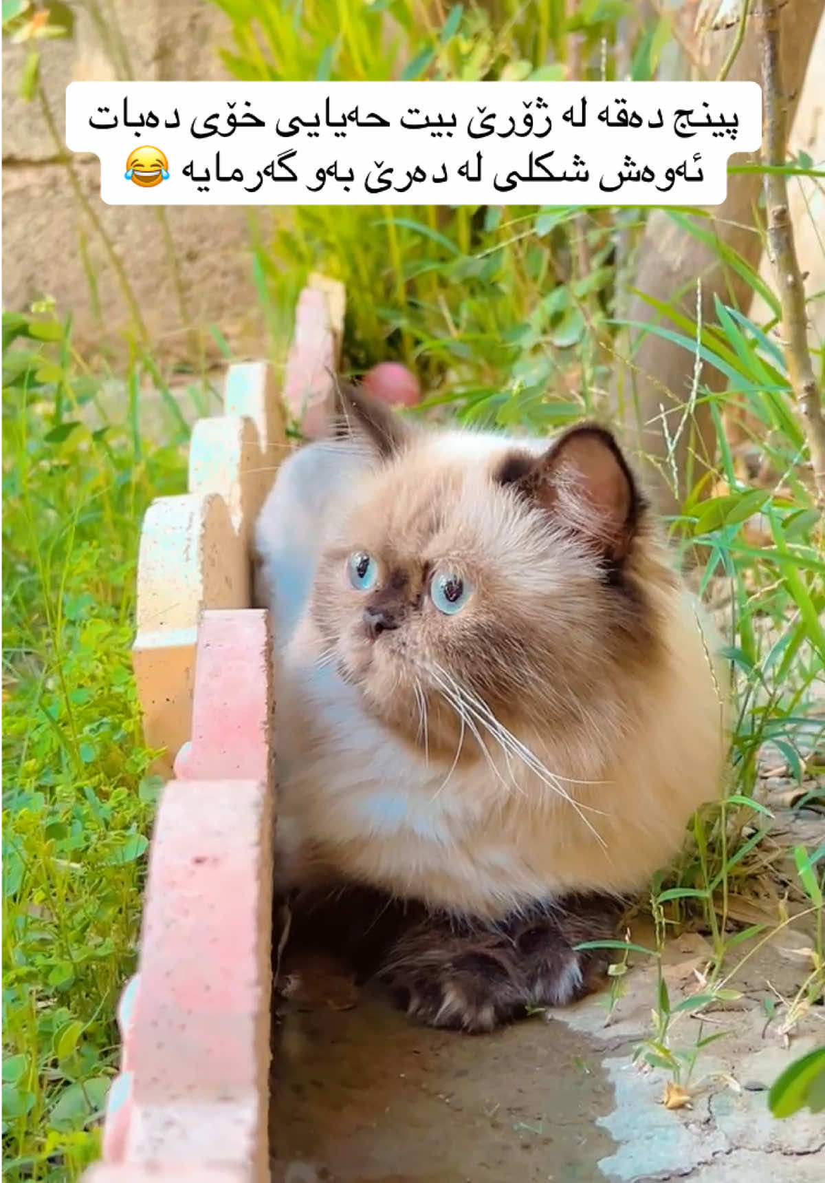 #پشیلە #قطط #tiktok #کوردستان🇹🇯️ #funny #کۆمیدی #ضحك😂 