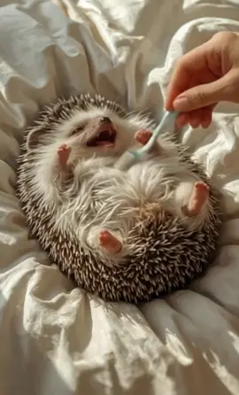 This hedgehog’s laugh is everything 😍🦔✨ #CuteHedgehog #HedgehogLaugh #TickleTime #FunnyAnimals #AnimalTok      