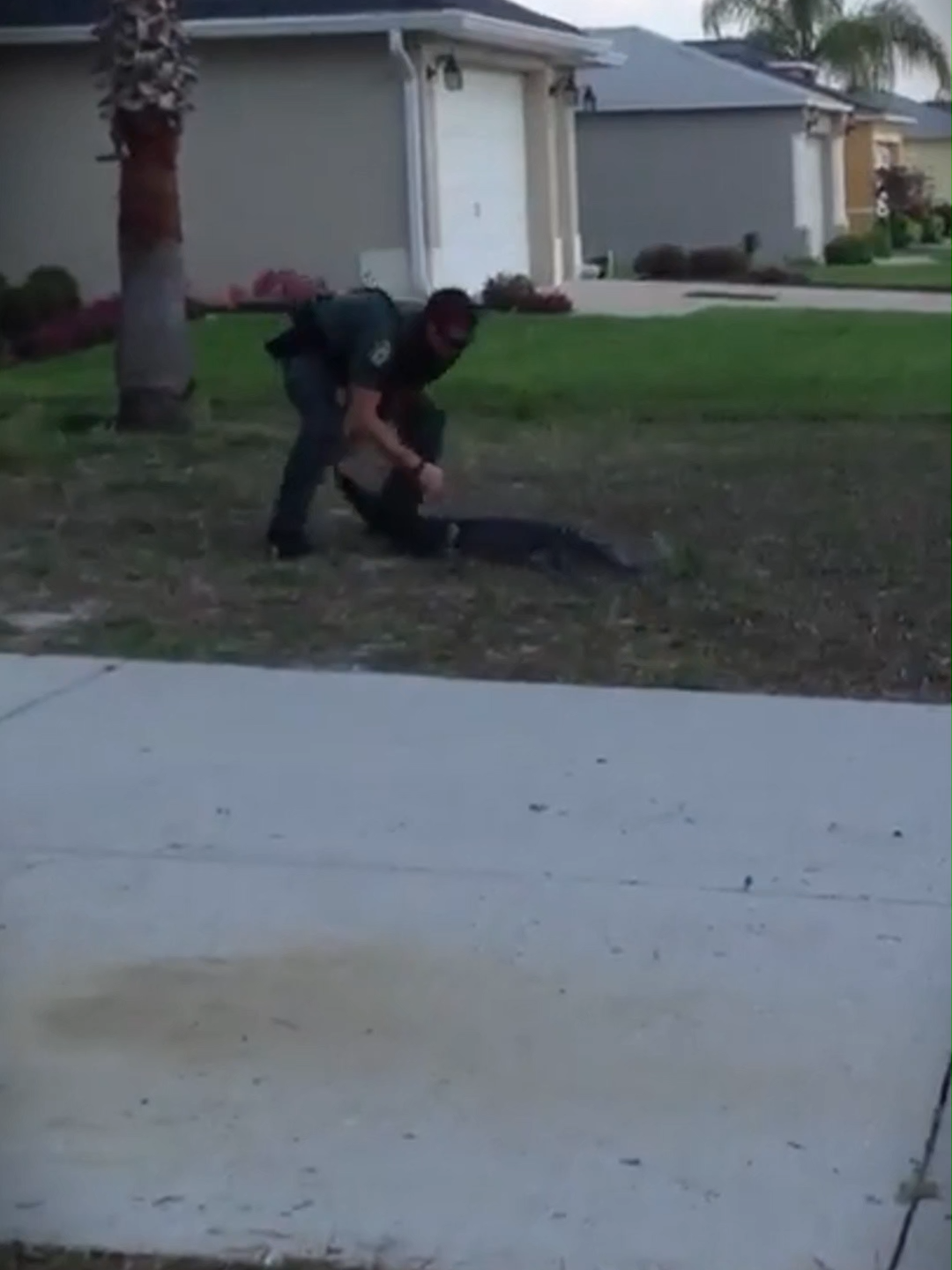 Policía atrapa a un caimán gigante en plena calle | ¡Increíble reacción en Florida! Un caimán fue sorprendido caminando por las calles de un barrio residencial en Florida… pero lo más impresionante fue la reacción del oficial de policía que, sin dudarlo, lo atrapó con una técnica espectacular. Este tipo de escenas son más comunes de lo que crees en algunos estados del sur de EE.UU., donde los animales salvajes a veces invaden zonas urbanas. Mira este momento de alto riesgo y comenta: ¿qué habrías hecho tú? ¿Lo enfrentarías… o te esconderías? Dale like si te sorprendió y suscríbete para más historias reales de América. #Caiman #FloridaMan #Impactante #Policía #Animales #Shorts2025 #ViralVideo