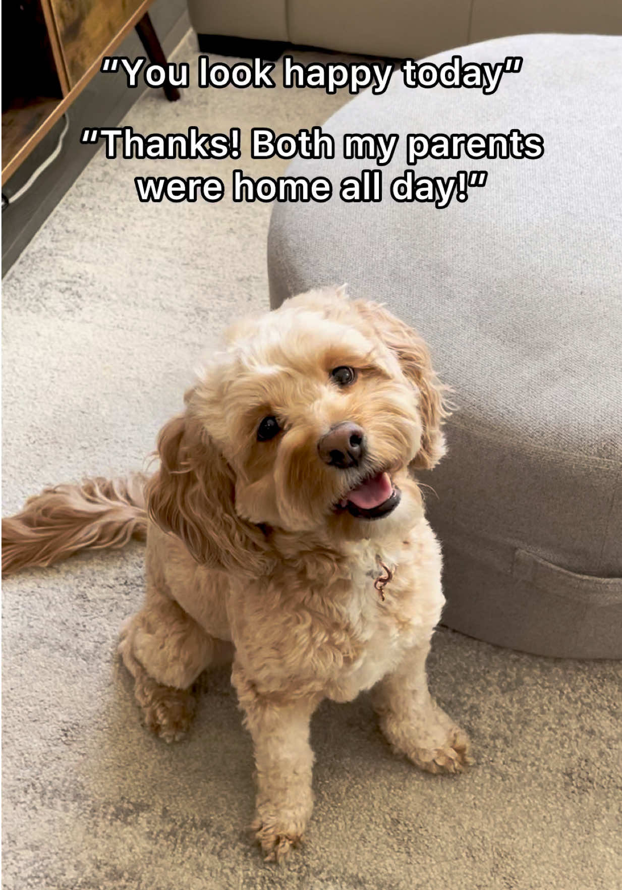 This is all she ever wants 🥺 #dogs #puppylove #dogsoftiktok #cutedog #fyp #doglover #dog #Love 