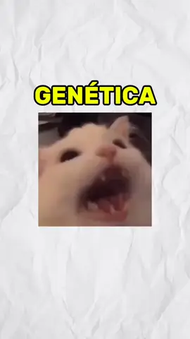genética (humana) explicada com gatos