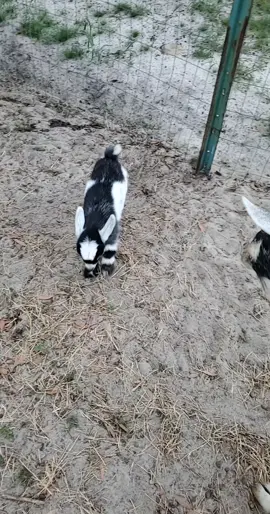 #youseethis #lookatme #babygoats #goatsoftiktok #farmtok 