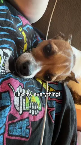 My Soul Dog! #AuntieJen #souldog #Genx #dogsofttiktok #titobambino #jackchi 