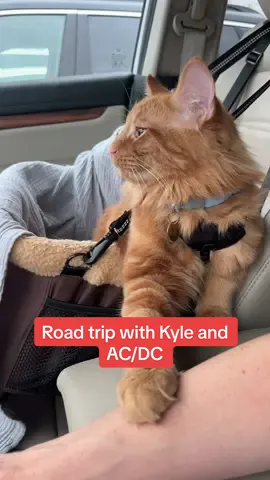 Road trip with Kyle and AC/DC  #ACDC #highwaytohell #catsincars #catsoftiktok #petlove #fyp #orangecat #fluffycat