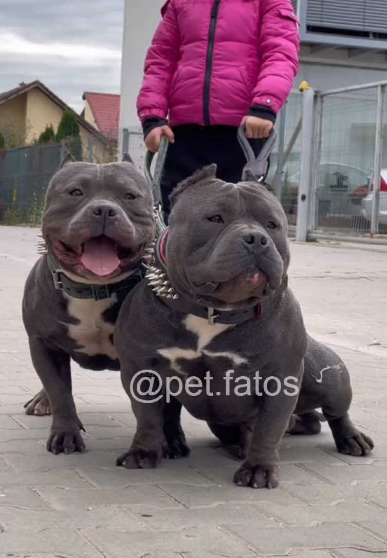 American Bully #americanbully #pitbull #bully #pets #cachorro #petsnotiktok 