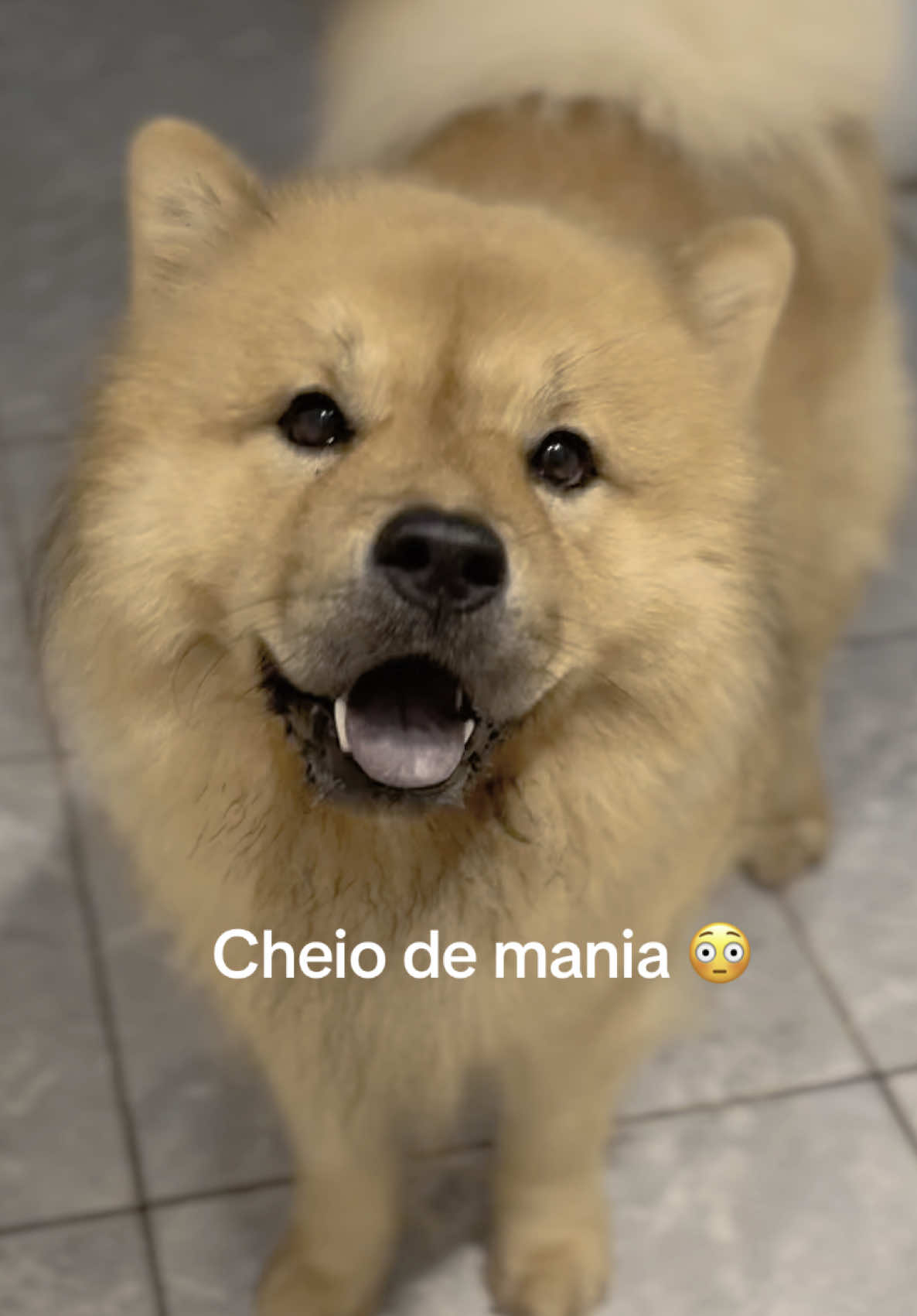 Sempre foi assim 😅 #mania #chowchow #dog #pets 