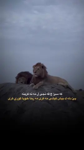 #fyp  #kurdistan 🔥😍
