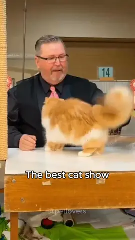Funny cat  master.