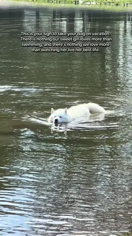 You’ll never regret spending more time with your dog! #husky 