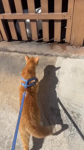 Se ele estivesse solto iria machucar a gatinha 😥 por esse motivo eu não adoto outro 🤷🏻‍♀️  #adaptacaodegatos #gatos 