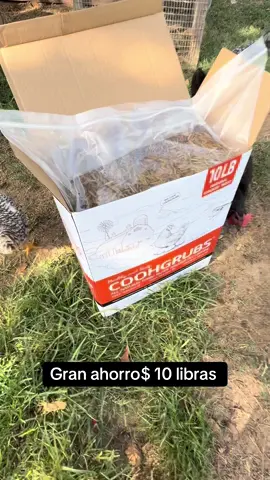 Un bocadillo rico para tus gallinas altos en proteínas minerales Para que pongan más huevos y de alta calidad, @COOHGRUBS #proteinforchickens #chickenprotein #chickens #strongchicken #dealsforyoudays #tiktokshop 