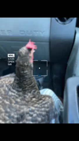 Anyone else have a chicken who loves to hitch a ride any chance she gets? #fypppppp #chickensoftiktok 
