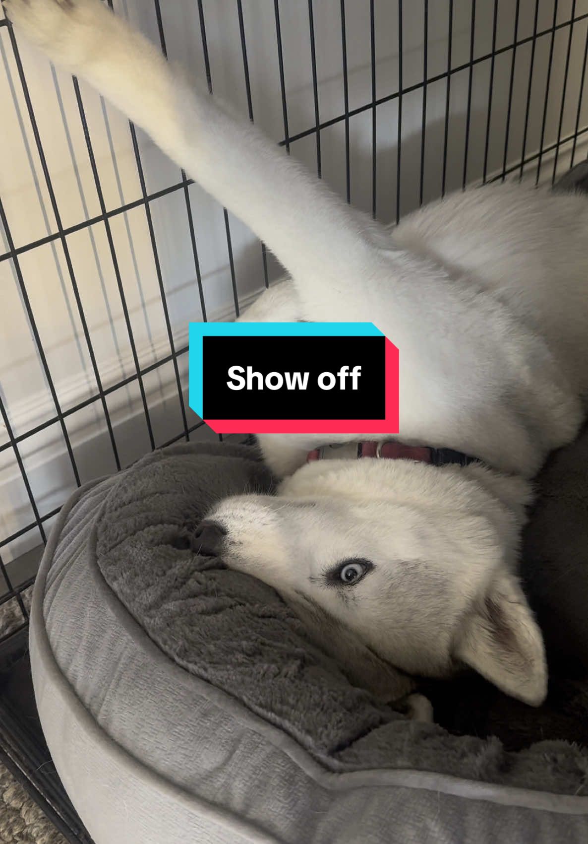 At this point, she’s just showing off   . . . . . #husky #tiktok #fyp #contortionist #rubber #comfy #weird #weirdpets #vibe #dogsoftiktok #puppytiktok #dogsoftiktokviral #showoff 